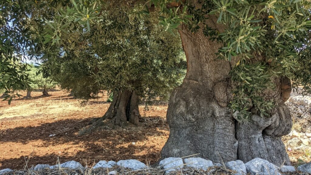 From Tree to Table: The Ancient Olive Groves of Puglia Olive Tasting in Puglia