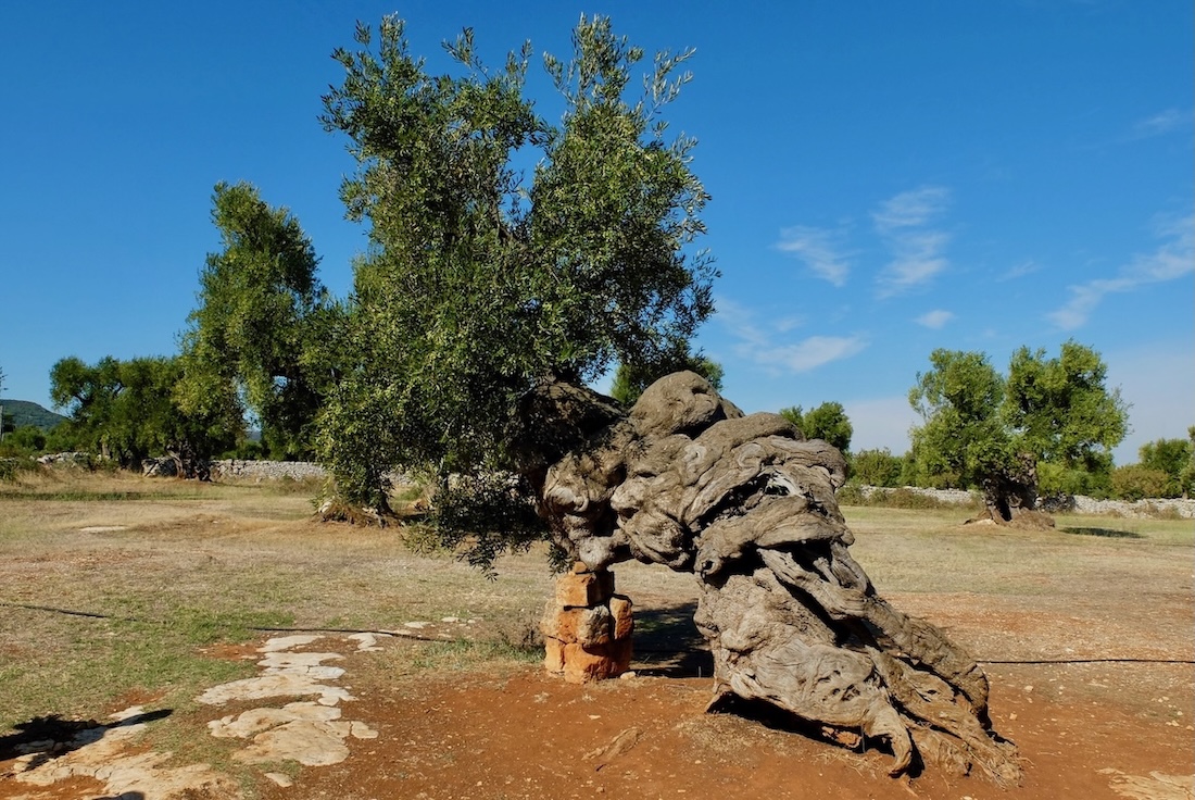 Olive Trees Puglia