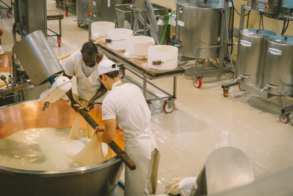 Parmigiano Reggiano production in Emilia Romagna dairy 1