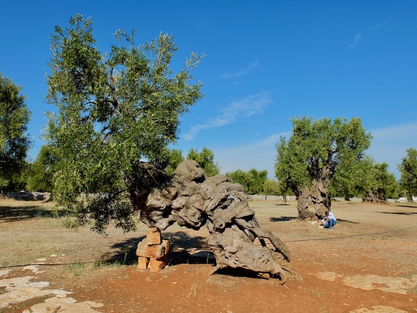 ancient-olive-trees-puglia-italy Visit ancient olive groves on our Puglia Small Group Tour 2027